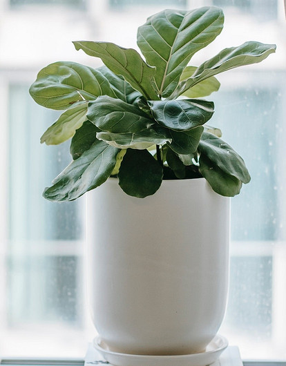 7 вещей, которые лучше не держать на подоконнике (и почему)