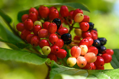 Не ешь - козленочком станешь: 7 самых опасных ягод в лесу