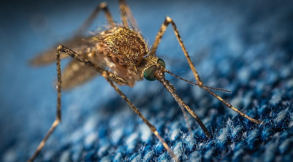 Долой кровососов: 7 бабушкиных рецептов защиты от комаров, о которых мало кто знает
