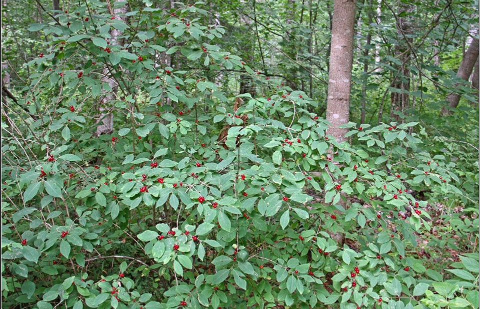 Не ешь - козленочком станешь: 7 самых опасных ягод в лесу