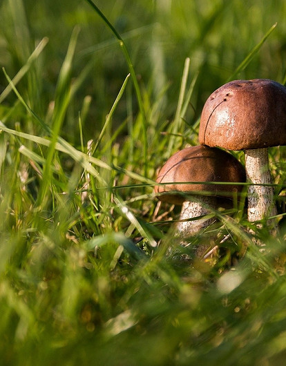 Маслята - солить, лисички - жарить: как правильно готовить лесные грибы