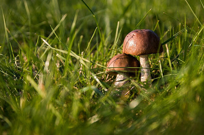 Маслята - солить, лисички - жарить: как правильно готовить лесные грибы