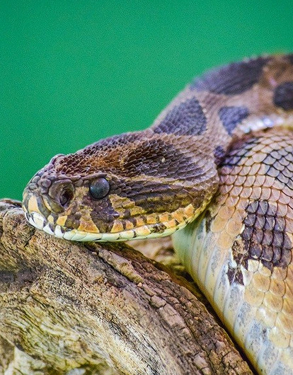 Дояр ядовитых змей и пермакультуролог: 10 странных профессий, о которых ты даже не догадывалась