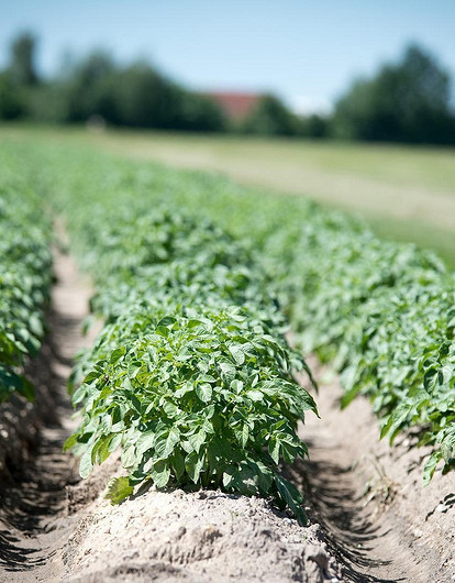 Своя картошечка вкуснее: 18 ранних и ультраранних сортов (видео)