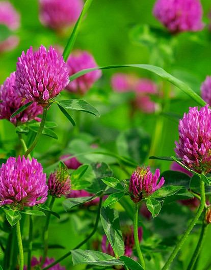 Полоть нельзя, оставить: 8 дачных сорняков, которые можно есть