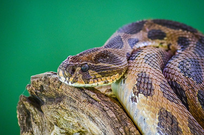 Дояр ядовитых змей и пермакультуролог: 10 странных профессий, о которых ты даже не догадывалась