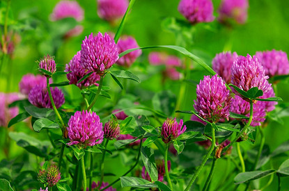 Полоть нельзя, оставить: 8 дачных сорняков, которые можно есть