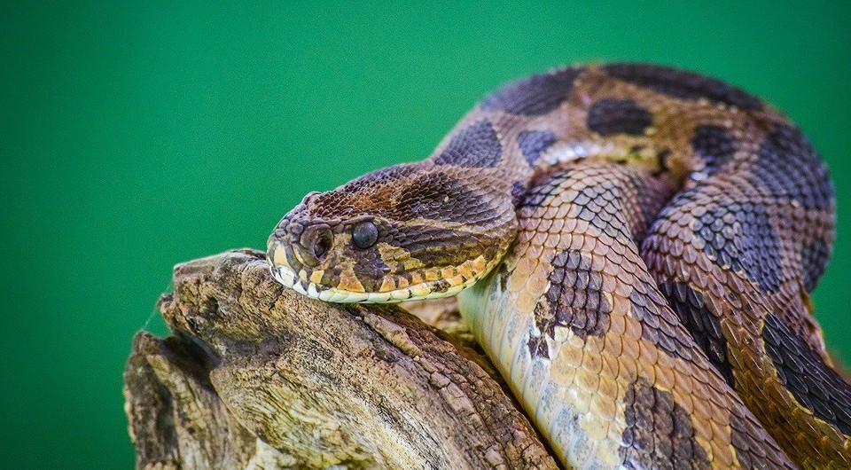 Дояр ядовитых змей и пермакультуролог: 10 странных профессий, о которых ты даже не догадывалась