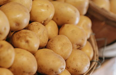 18 лучших ранних сорта картофеля с описание и фото