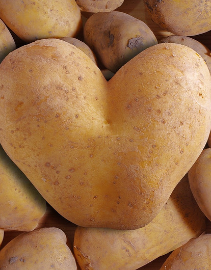 Расти большой: какое удобрение использовать при посадке картофеля