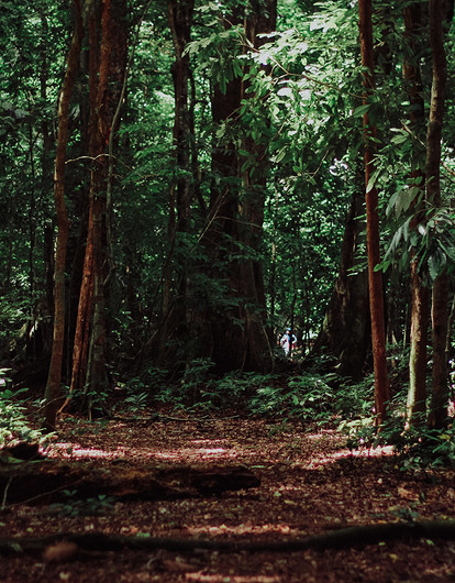 5 самых жутких находок в лесу (видео)
