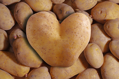 Расти большой: какое удобрение использовать при посадке картофеля