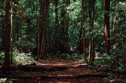 5 самых жутких находок в лесу (видео)