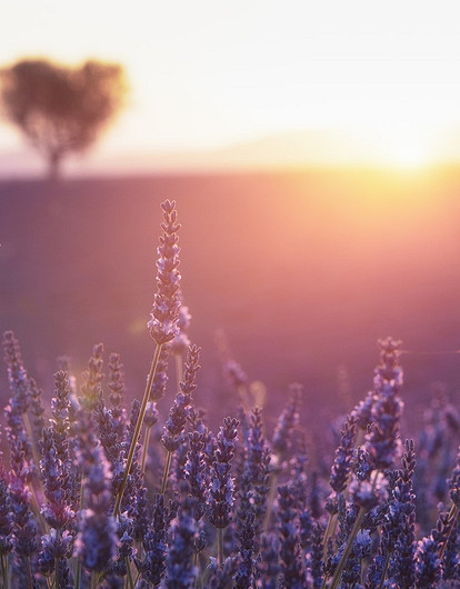 Стиль прованс в интерьере: советы по обустройству каждой комнаты