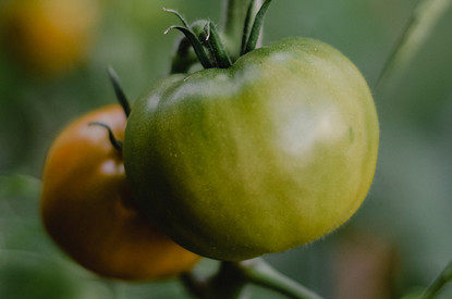 Урожай не спасти: 5 болезней, которые губительны для помидоров