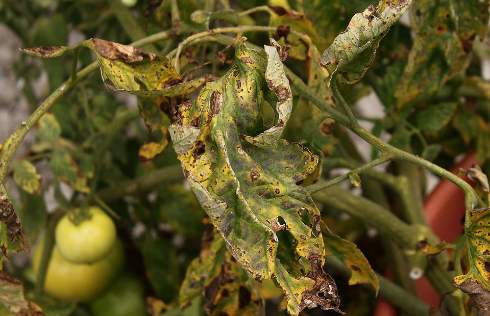 Урожай не спасти: 5 болезней, которые губительны для помидоров