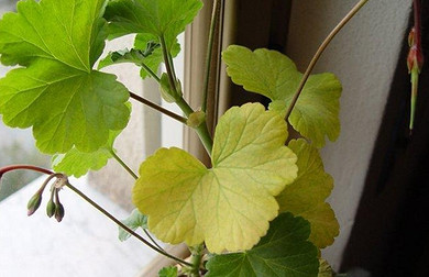 Что делать, если желтеют листья герани: 10 причин недуга и способы от него избавиться