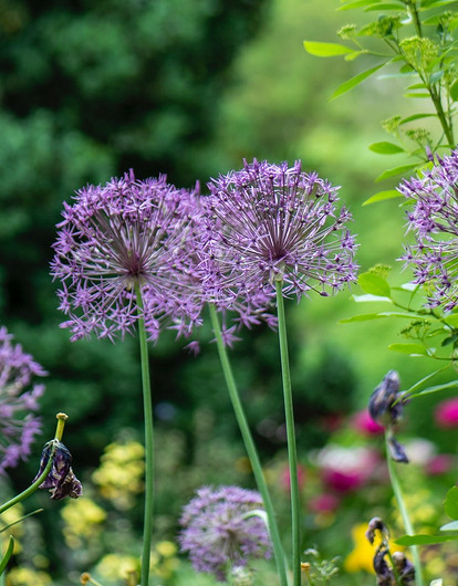 За сидерата получишь: 11 способов, как избавиться от сорняков на даче