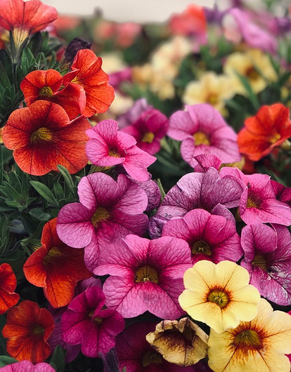 Глаз радуется: 20 вьющихся цветов для украшения заборов, террас и арок