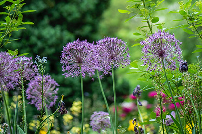 За сидерата получишь: 11 способов, как избавиться от сорняков на даче