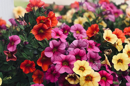 Глаз радуется: 20 вьющихся цветов для украшения заборов, террас и арок