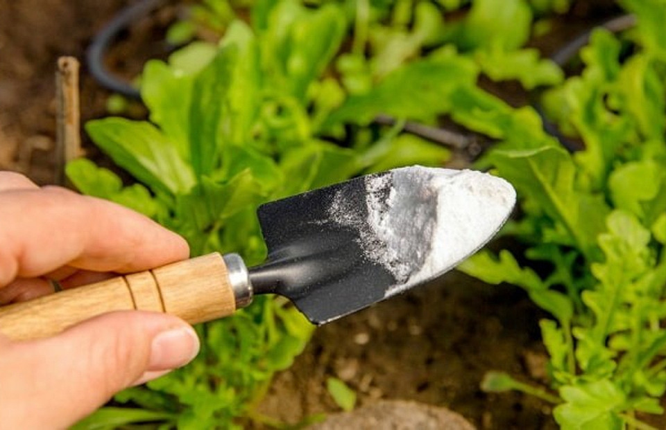 За сидерата получишь: 11 способов, как избавиться от сорняков на даче
