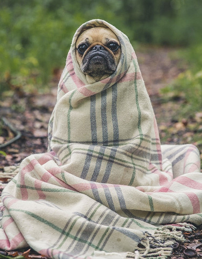 9 надежных способов защитить домашнего питомца от клещей и других насекомых