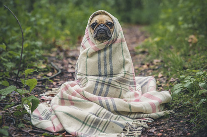 9 надежных способов защитить домашнего питомца от клещей и других насекомых