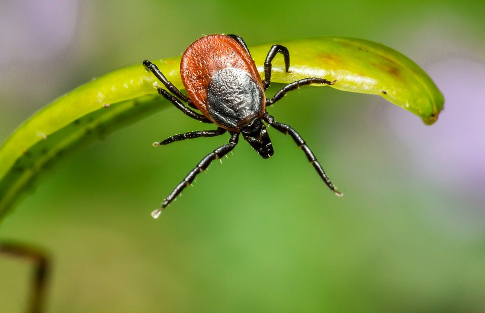 9 надежных способов защитить домашнего питомца от клещей и других насекомых