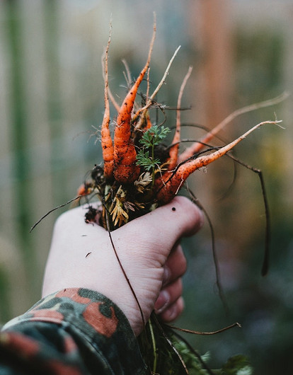Сделаешь только хуже: 6 народных «удобрений», которые портят почву и вредят растениям