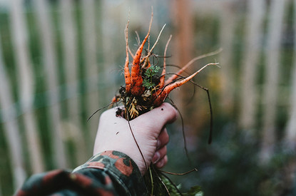 Сделаешь только хуже: 6 народных «удобрений», которые портят почву и вредят растениям