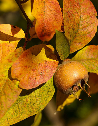 Дачная экзотика: дюк, мушмула и еще 5 небанальных плодовых кустарников и деревьев для сада
