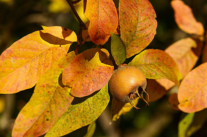 Дачная экзотика: дюк, мушмула и еще 5 небанальных плодовых кустарников и деревьев для сада