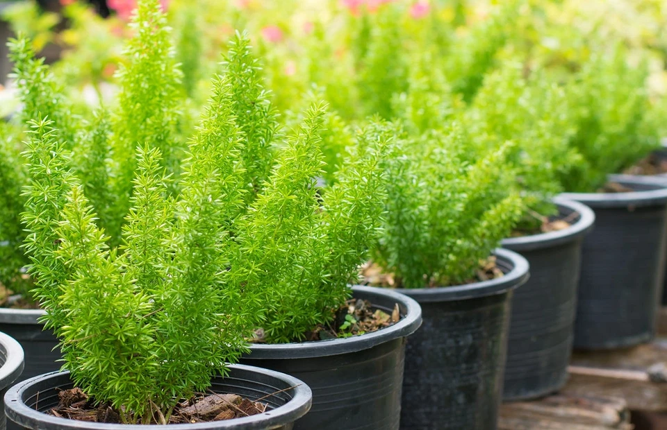 Зеленые обереги: 7 растений, которые украсят дом и помогут защититься от несчастий