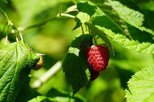 Собрать ягоды и еще 9 дел, которые нужно сделать в июле на даче