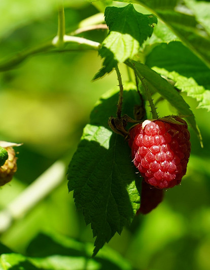 Собрать ягоды и еще 9 дел, которые нужно сделать в июле на даче