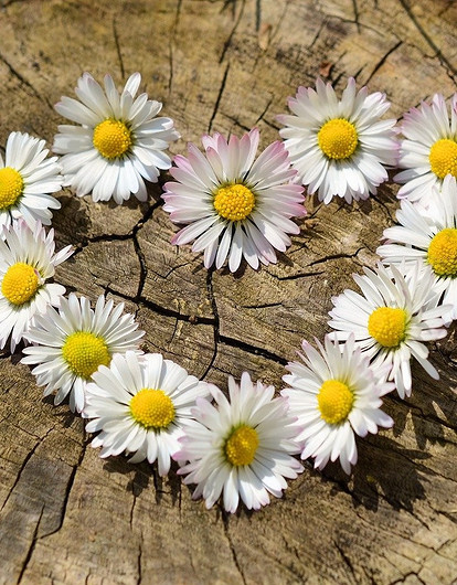 День всех женатых: как праздновать День семьи, любви и верности и при чем тут ромашка