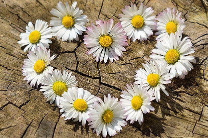 День всех женатых: как праздновать День семьи, любви и верности и при чем тут ромашка