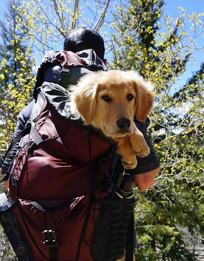 Уши+лапы+холка+хвост: формула выбора удобной переноски для питомца