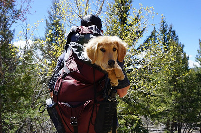 Уши+лапы+холка+хвост: формула выбора удобной переноски для питомца