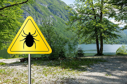 Маленькие кровососы: как вытащить клеща правильно (и 5 частых ошибок)