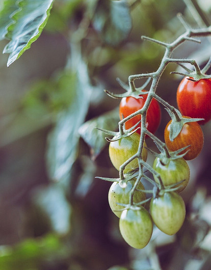 На каком расстоянии сажать помидоры в теплице и открытом грунте