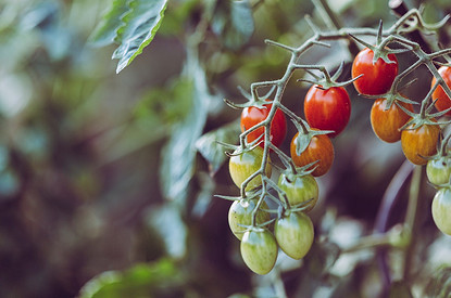 На каком расстоянии сажать помидоры в теплице и открытом грунте