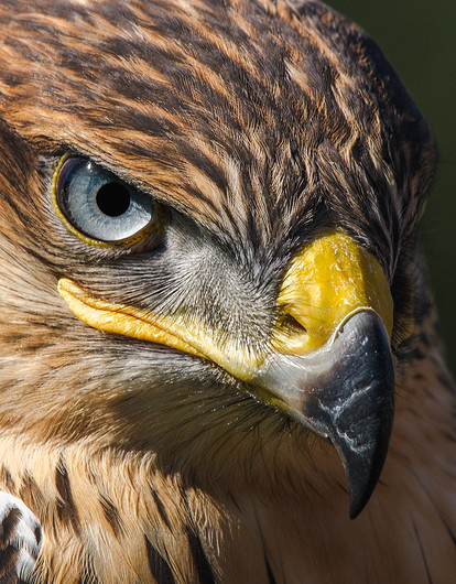Гордый ястреб или ветреный воробей: какая ты птица по знаку зодиака
