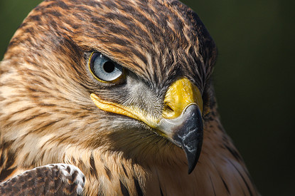 Гордый ястреб или ветреный воробей: какая ты птица по знаку зодиака