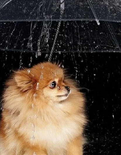 Волосатые чулки и собакозонтик: 10 странных изобретений, о которых ты не подозревала