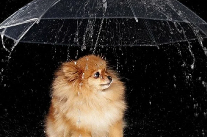 Волосатые чулки и собакозонтик: 10 странных изобретений, о которых ты не подозревала