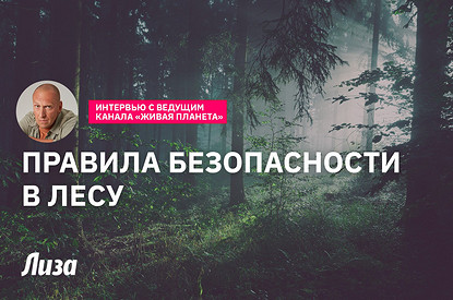Правила безопасности в лесу