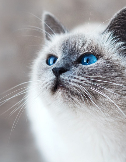 Мой ласковый и нежный зверь: 225 милых кличек для кота-мальчика