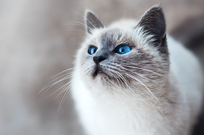 Мой ласковый и нежный зверь: 225 милых кличек для кота-мальчика